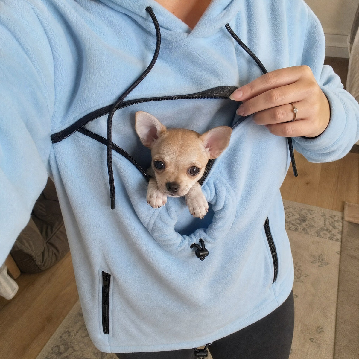 Cucciolo di chihuahua dentro la tasca interna della felpa azzurra